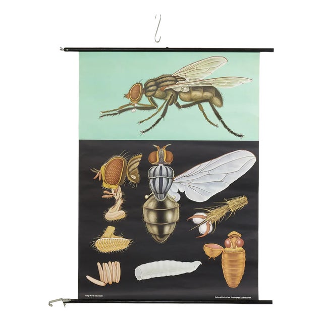 Educational Fly Wall Chart by Jung, Koch, & Quentell for Hagemann, 1960s For Sale