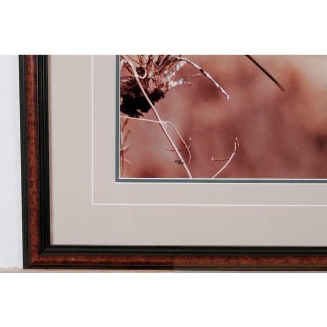 1991 Thomas Mangelsen "The Perch - Carmine Bee-Eaters" Hand Signed Collectors Limited Edition 515/950 Museum Mounted Framed Color Photograph For Sale In San Diego - Image 6 of 8