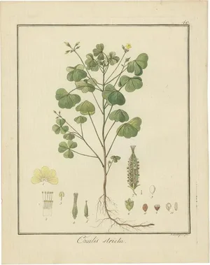 Guimpel,Yellow Wood Sorrel, Oxalis Stricta, 1819, Hand-Colored Engraving