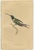 W. Jardine, Birds, 1837, Paper, Set of 7 For Sale - Image 4 of 9