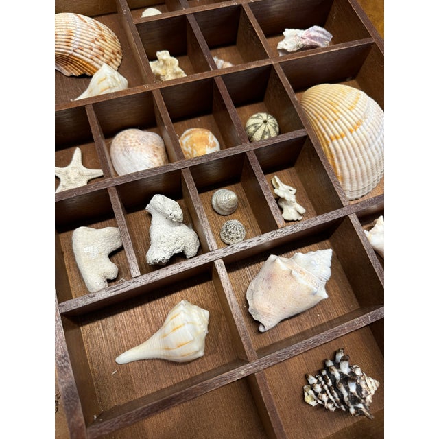 Mid 20th Century Antique Typewriter Drawer With Shell Collection For Sale - Image 5 of 6