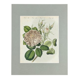 Hand-Colored Rose Engraving, 1805 | Bertuch Antique Botanical Print For Sale