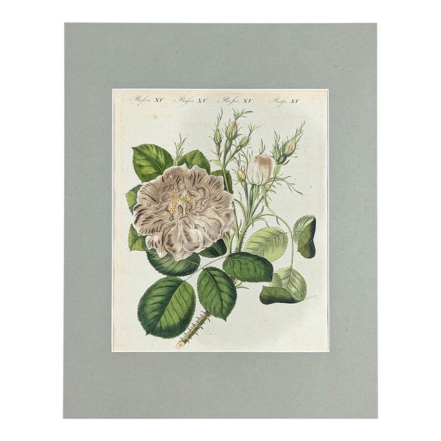 Hand-Colored Rose Engraving, 1805 | Bertuch Antique Botanical Print For Sale