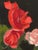 This is one of the remaining Little Gem Series created on an unforgettable day spent roaming the grounds at Chicago's...