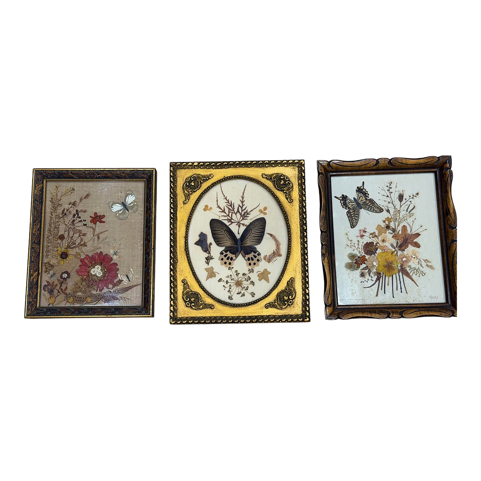 Framed Butterflies & Flowers Specimen, Collection of 3 | Chairish