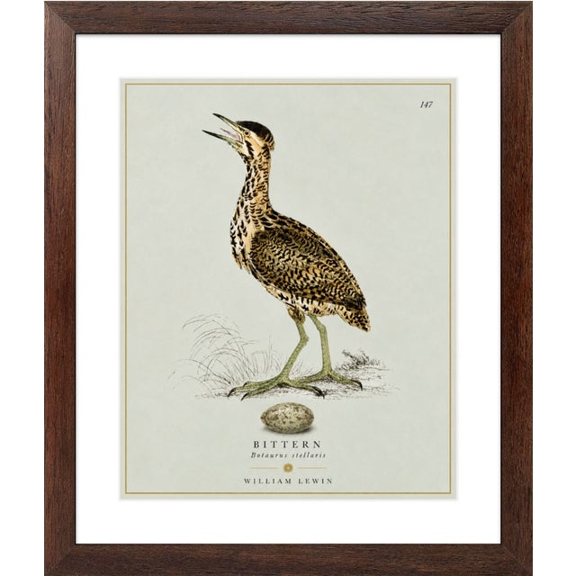 Robin's Egg Blue William Lewin 1789 Waterbirds Fine Art Gallery Board Print - The Bittern For Sale - Image 8 of 9