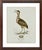 Robin's Egg Blue William Lewin 1789 Waterbirds Fine Art Gallery Board Print - The Bittern For Sale - Image 8 of 9