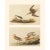 John James Audubon 1966 Vintage Cottage Print, "Wilson's Phalarope and Buff-Breasted Sandpiper" After John James Audubon For Sale - Image 4 of 6