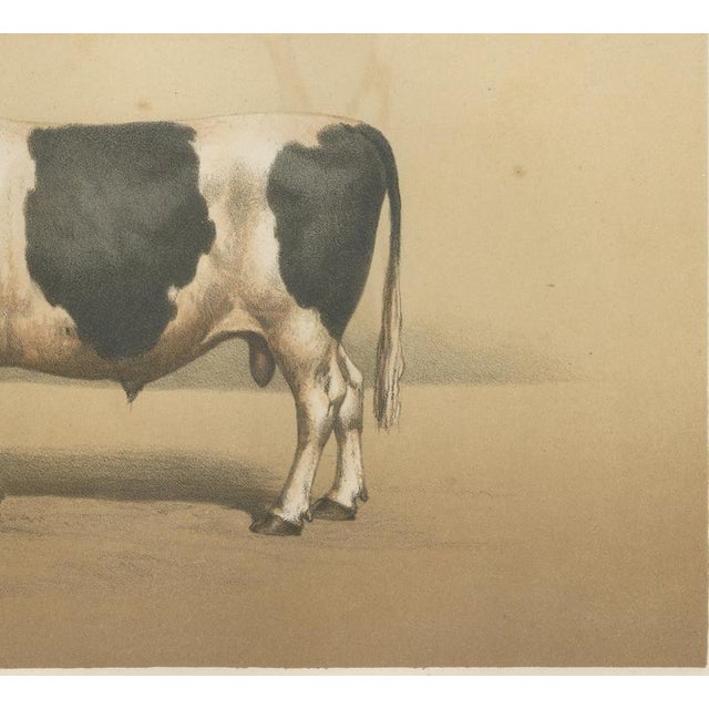 Borie, Breton Bull, French Cattle Breed, 1863, Chromolithograph For Sale - Image 6 of 9
