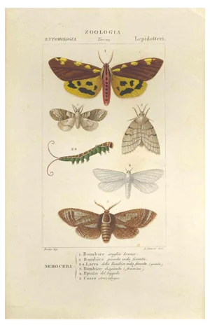 Pierre Jean François Turpin, Lepidoptera, Etching, 1831