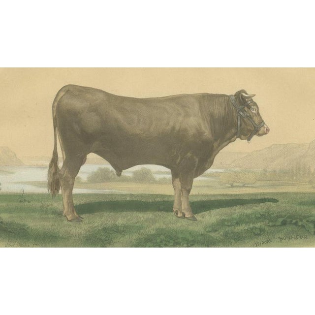 19th Century After Isidore Bonheur, Garonnais Bull, , 1873, Paper For Sale - Image 5 of 12