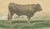 19th Century After Isidore Bonheur, Garonnais Bull, , 1873, Paper For Sale - Image 5 of 12