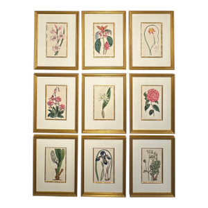 Botanical Set of 9 in Gold Leaf Gesso Mat by Curtis, 1842 (Framed)