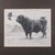 Vintage Stamp Proof Sketch, English, Barry Driscoll, Welsh Black Bull, Framed For Sale - Image 4 of 10