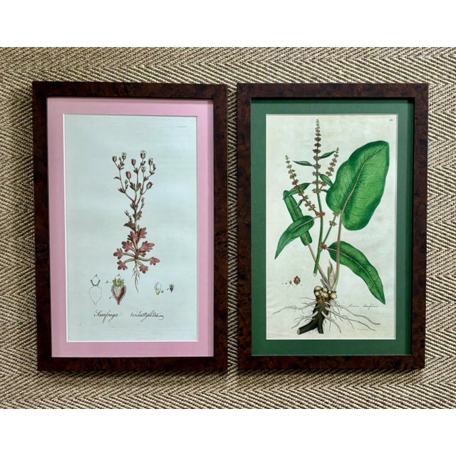 Large pair of reproduction prints of naturalist botanical illustrations from the UK. Produced for a London designer but...