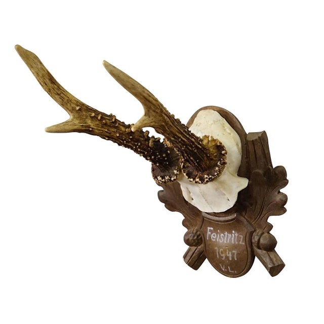 Black Forest Vintage Deer Trophy on Carved Plaque 1947 A large vintage deer (Capreolus capreolus) trophy on a wooden...