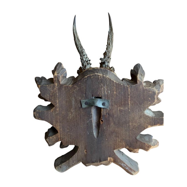 1900 - 1909 Roe Deer Trophy 228 Black Forest Antlers For Sale - Image 5 of 5