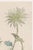 Japanese Two Wildflowers by Hasegawa, Vintage Japanese Botanical Art Print, 20" X 30" For Sale - Image 3 of 10