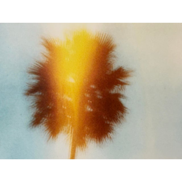 Stephanie Schneider Crossfire (Californication) Print, Framed For Sale - Image 9 of 12