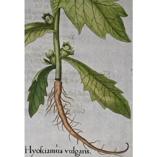 Flowering Henbane : A Besler 18th Century Hand-Colored Botanical Engraving, 1713 For Sale In San Francisco - Image 6 of 7