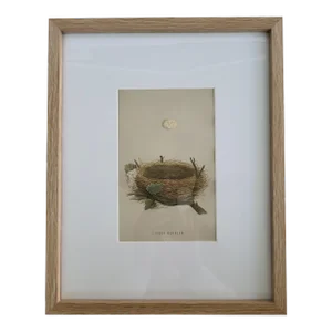 Framed 1885 Antique Garden Warbler Wood Engraving