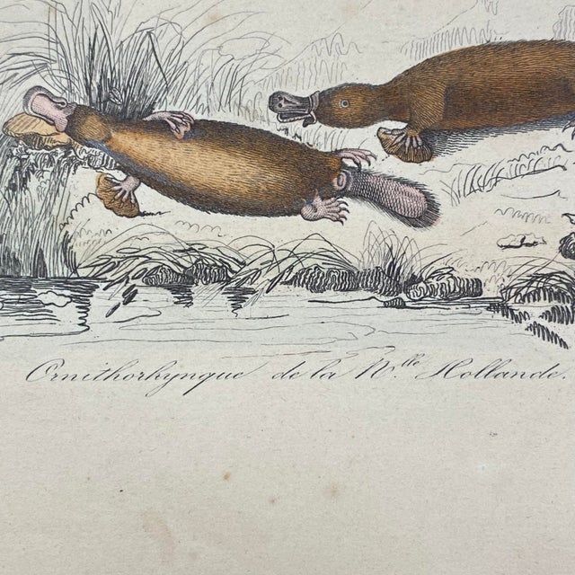 French Antique 18th Century Animal Engraving Hand Colored Signed Artwork For Sale In Portland, ME - Image 6 of 12