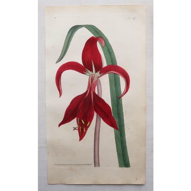 After Sowerby, Botanical Plates, 1793, Engravings, Set of 12 For Sale - Image 6 of 14