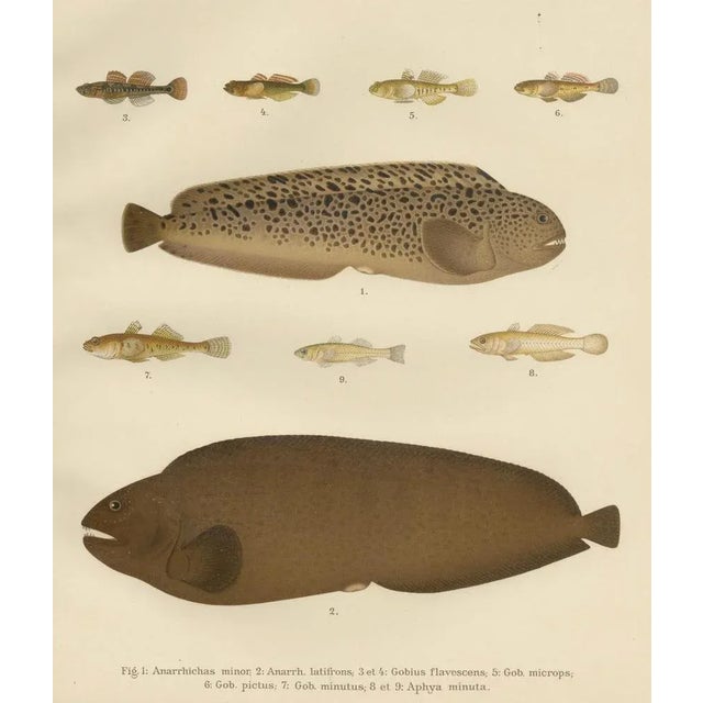 Spotted Wolffish and Broadhead Wolffish and Gobies, 1895, Paper For Sale - Image 6 of 10