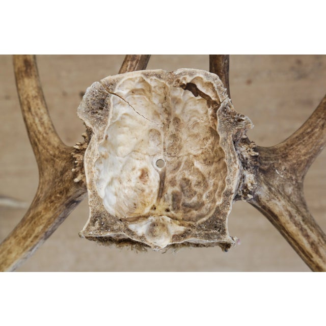 Majestic Scandinavian Reindeer Antlers From Northern Sweden, Vintage From 1990s For Sale - Image 9 of 9