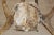 Majestic Scandinavian Reindeer Antlers From Northern Sweden, Vintage From 1990s For Sale - Image 9 of 9