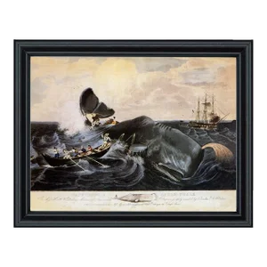 Capturing a Sperm Whale Print Behind Glass in Black Solid Wood Frame- 11x14" Print, 12-3/4" X 15-3/4" Framed