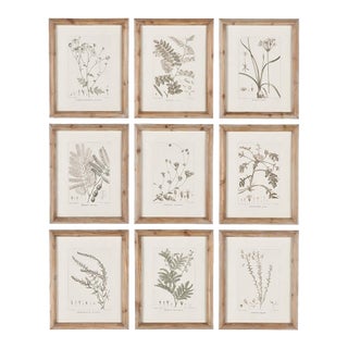 Botanical Illustrations, Set Of 9 For Sale