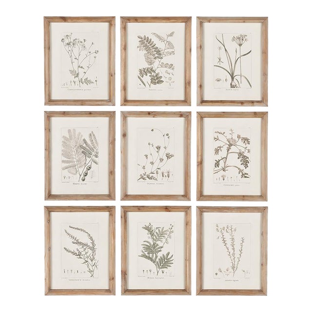 Botanical Illustrations, Set Of 9 For Sale