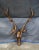 Late 20th Century 2 Faux Wood Deer Stag Buck Head Taxidermy Wall Mount Sculptures 43" For Sale - Image 5 of 12