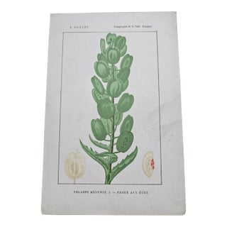 Antique French Botanical Lithograph - Thlaspi arvense by Henri Ernest Baillon For Sale