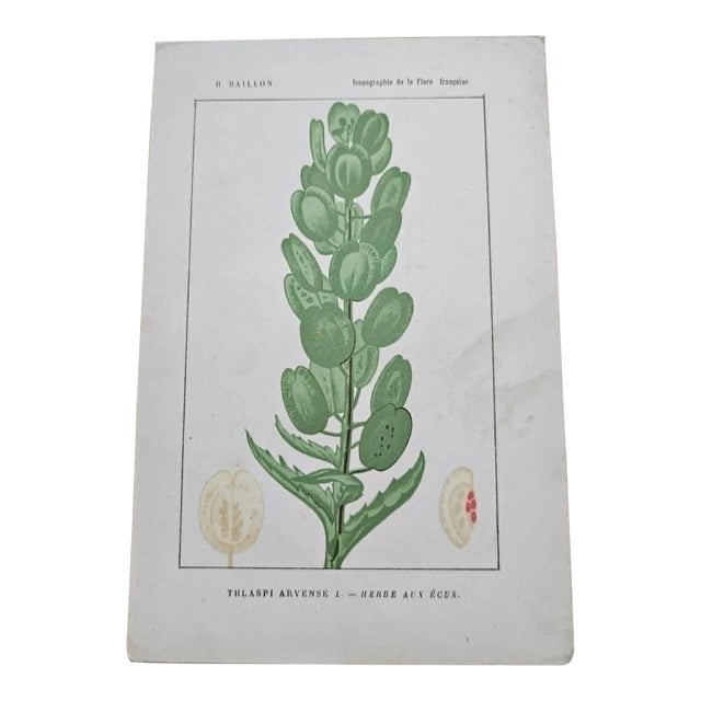 Antique French Botanical Lithograph - Thlaspi arvense by Henri Ernest Baillon For Sale