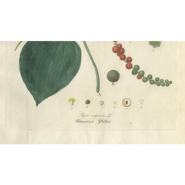Piper Nigrum, 1800s, Paper For Sale - Image 5 of 10