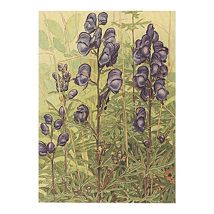 1945 Botanical Watercolor Lithograph-Monkshood