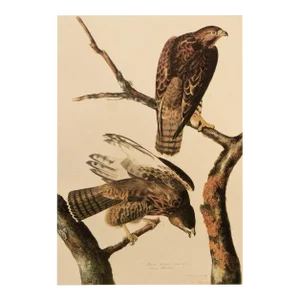1966 Vintage Farmhouse Cottage Print "Harlan's Hawk" After John James Audubon