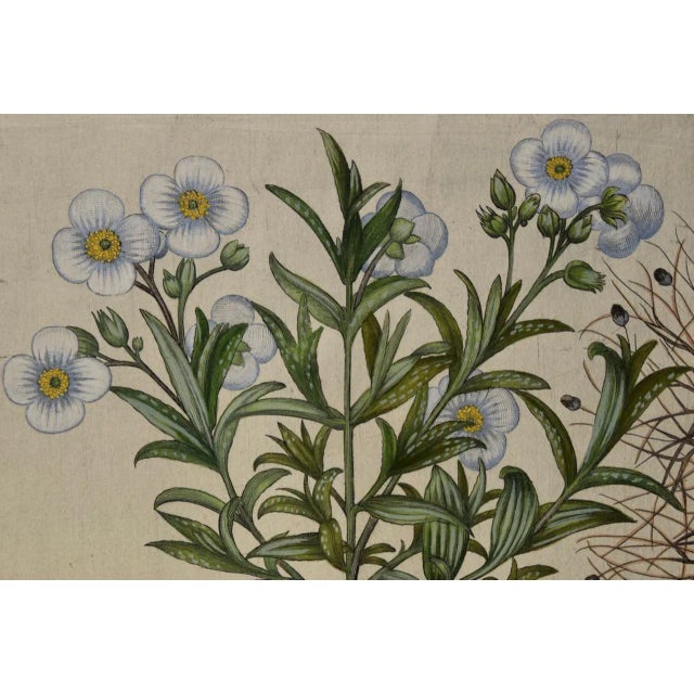 17th Century Flowering Pomegranate & Rock Rose: A 17th C. Besler Hand-Colored Engraving, 1640 For Sale - Image 5 of 9