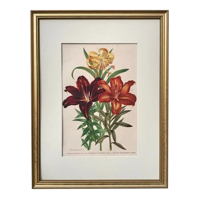 Printmaking Materials Antique Tropical Hibiscus Floral Botanical Color Lithograph Print 1896 For Sale - Image 7 of 7