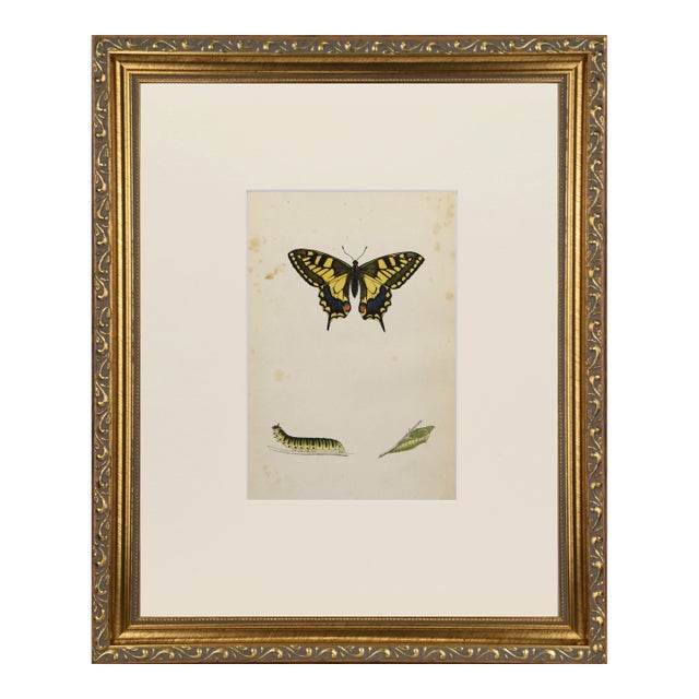 19th Century Antique Morris Butterfly Print Hand Colored Lithograph 1853 For Sale