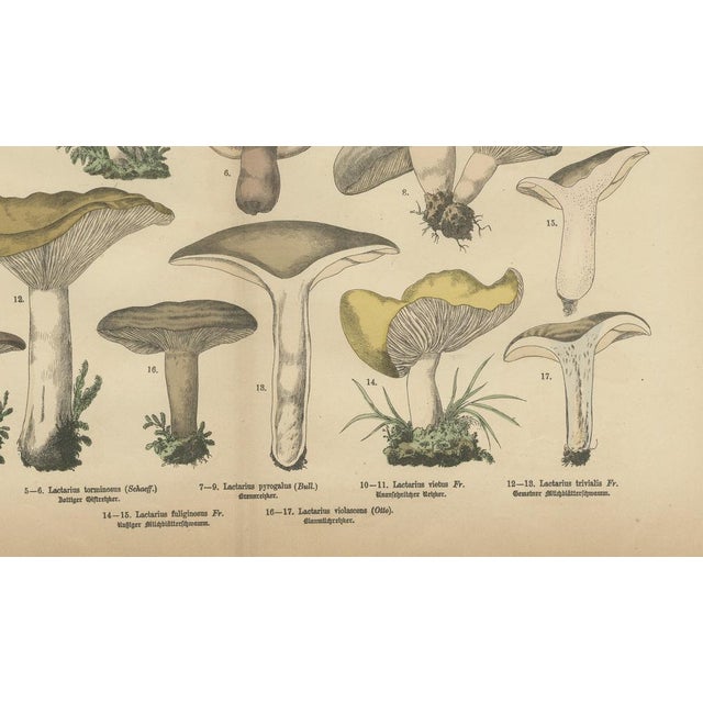 Dr. Wilhelm Fünfstück, Antique Fungi Lactarius Mushrooms Lithograph, 1885 For Sale - Image 3 of 10