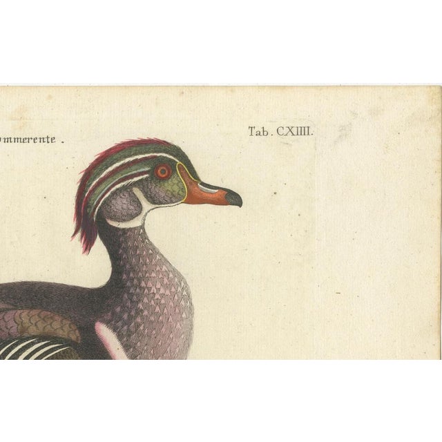 Paper Seligmann after Mark Catesby, Wood Duck, 1770, Print For Sale - Image 7 of 14
