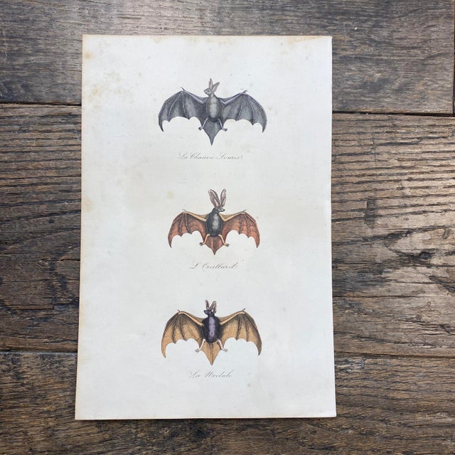 Super high quality in this lovely historical French 18th Century la chauve "the bat" engraving! Bought in France near...