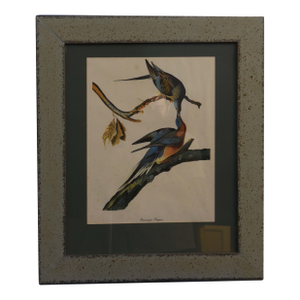 Passenger Pigeons (Ectopistes Migratorius) - After John James Audubon, Framed