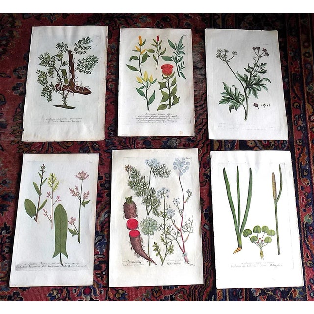 Antique 18th Century Weinmann/Miller Hand Colored Folio Size Botanical Mezzotints - Set of 6 For Sale In Cincinnati - Image 6 of 6