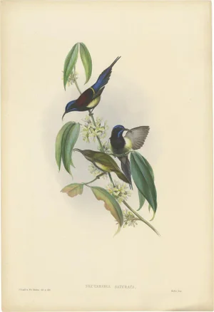 Gould, Bird Illustration of the Black-Breasted Sunbird, 1850, Print
