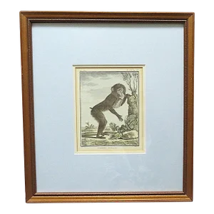1 of 3 18th Century French Hand Colored George-Louis Leclerc Comte De Buffon Monkeys Copper Engravings Framed Antique - Mandrill Femelle