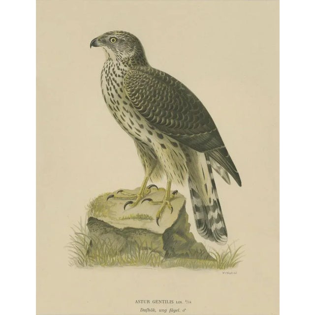 1910s Northern Goshawk, 1917, Lithograph For Sale - Image 5 of 10